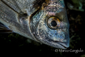 Diplodus vulgaris by Marco Gargiulo 